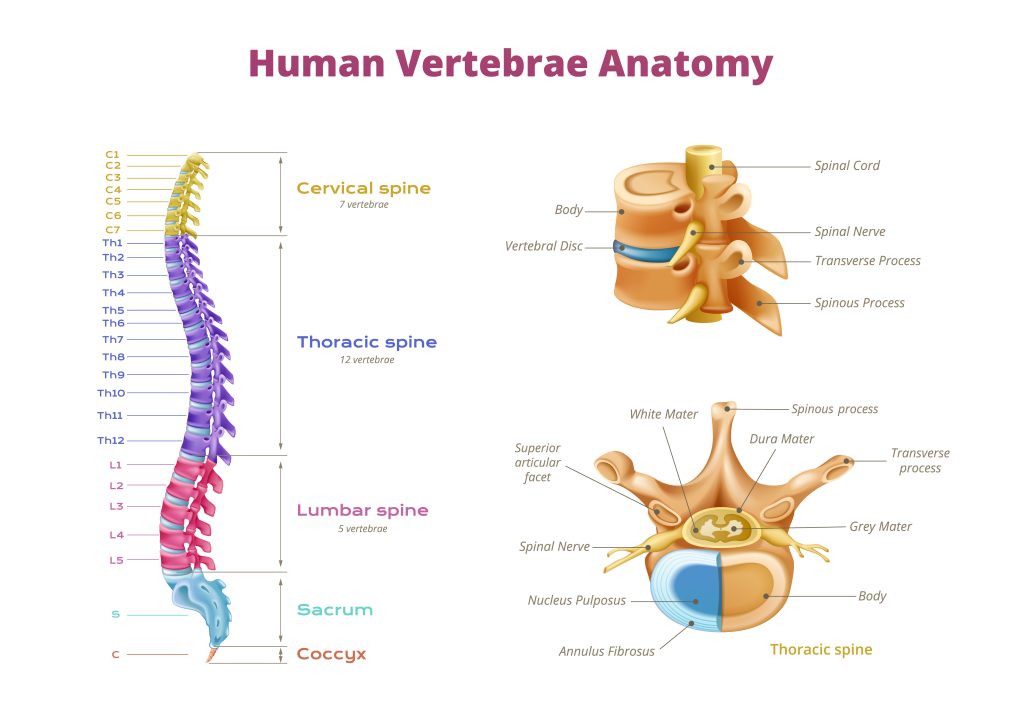 human vertebrae anatomy- Vertebrae spinal cord anatomy infographics with color coded zones of spine and isolated spinal bone images vector